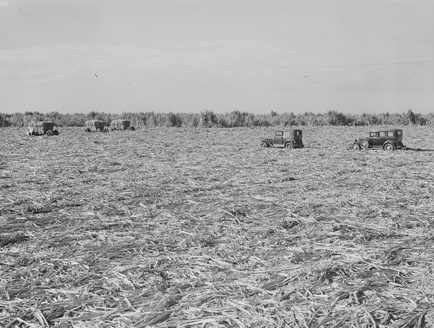 A wide field of cut cane stubble, with old cars and trucks scattered across it and standing cane on the horizon