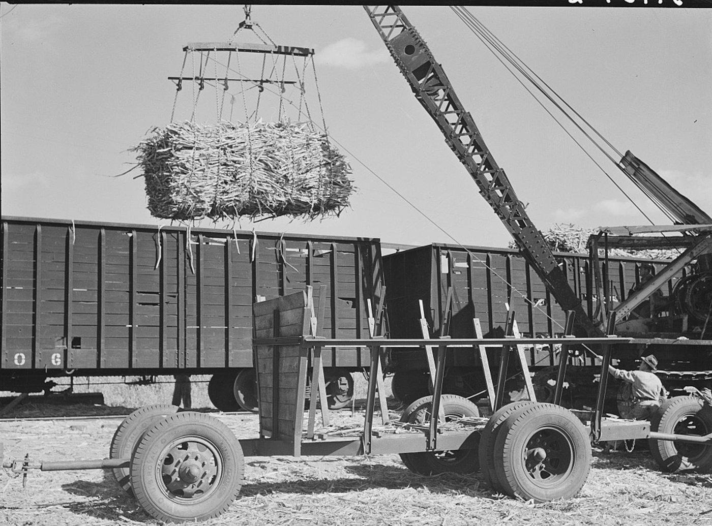 A crane lifting a sling-load of cut cane from a trailer into a freight car