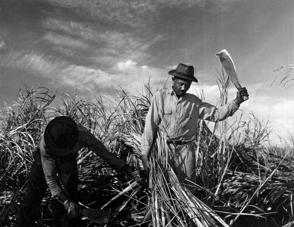 Cane cutters with knives working in a field of tall sugar cane