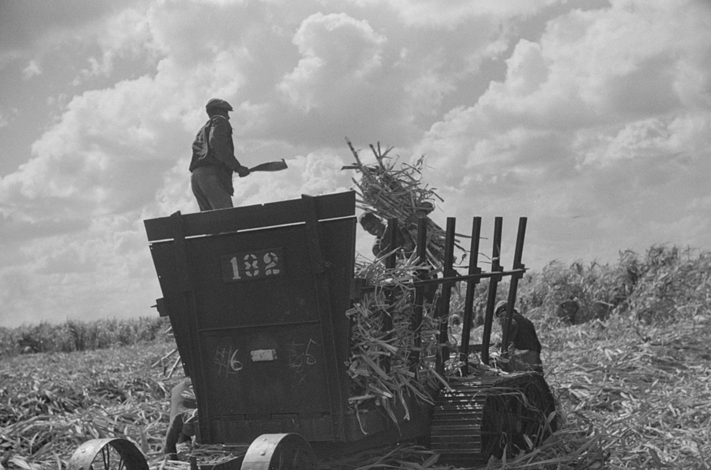 A man standing on a tall cane loader wagon numbered 182 in a harvested field under a cloudy sky