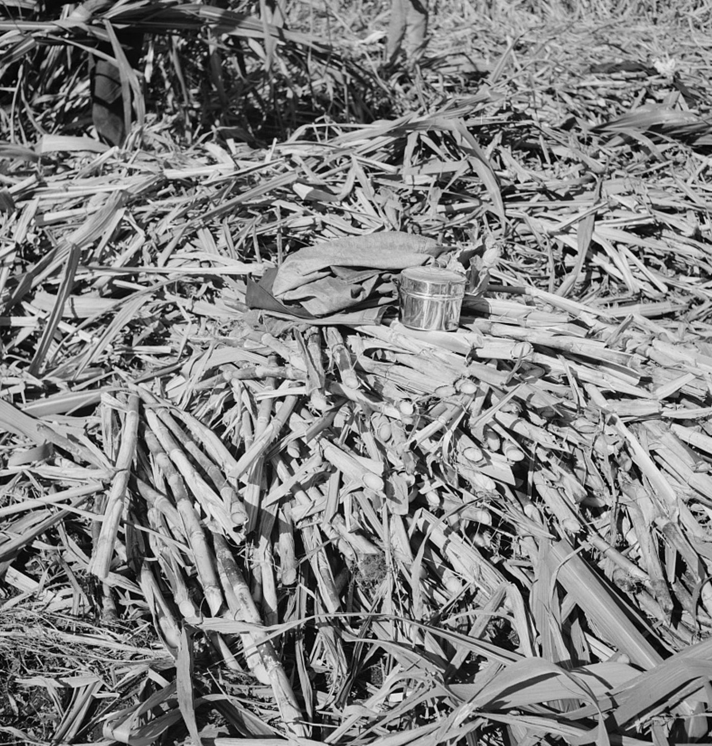 A lunch pail and a folded jacket lying on a heap of cut sugar cane