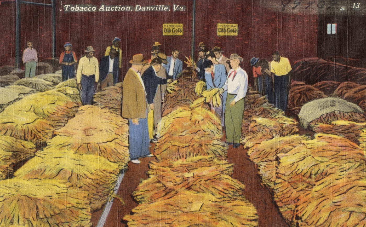 A coloured postcard of a tobacco warehouse floor: rows of golden tobacco leaf in piles, with buyers in hats walking between them