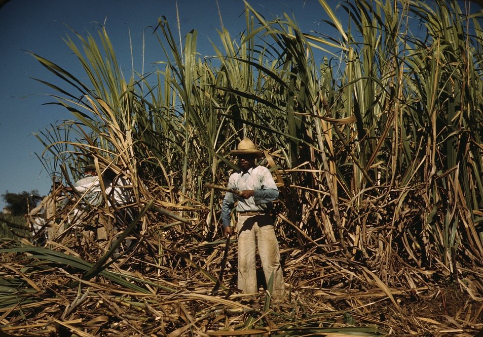 A man in a straw hat and white shirt standing in a wall of tall sugar cane