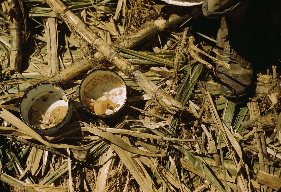 Two enamel lunch pails of rice and papaya set down among cut cane leaves