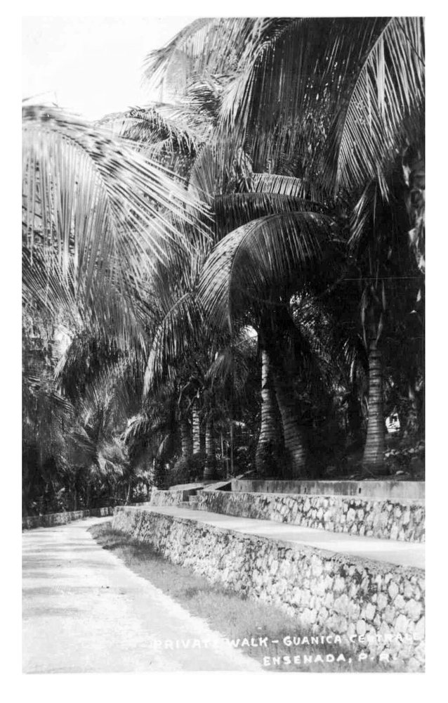 A paved walk lined with a stone wall and tall palm trees