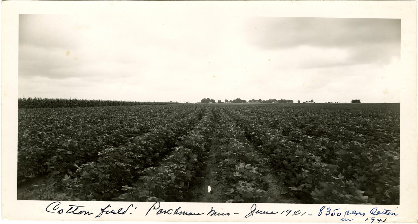 Rows of cotton stretching to the horizon at Parchman in June 1941, with a handwritten caption