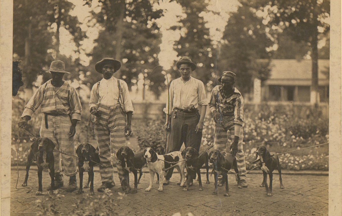 Prisoners in striped uniforms and a guard standing with a pack of dogs at Parchman