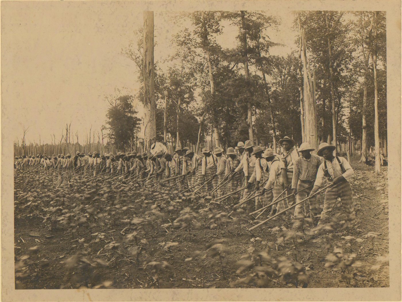 A long line of prisoners in striped uniforms hoeing a field at Parchman, with tall trees behind