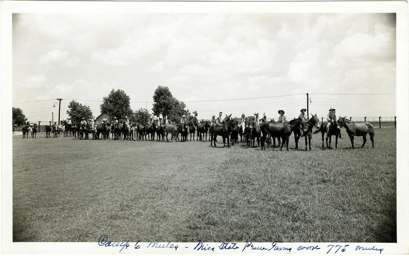 A long row of mules held by prisoners across a field at Parchman, with a handwritten caption about 775 mules