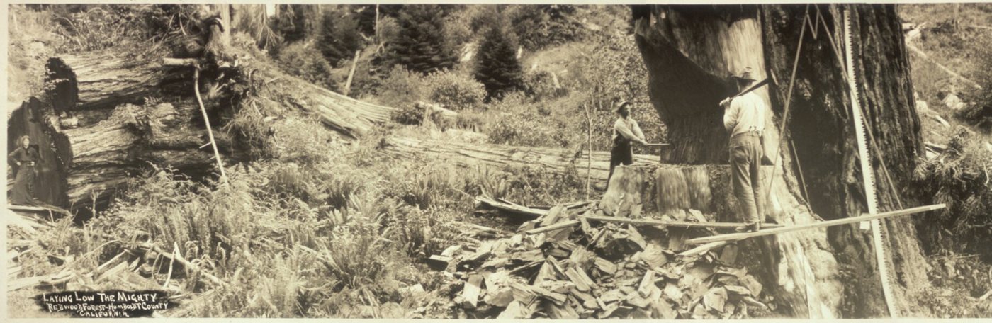 Two men with axes standing on springboards cutting the undercut of an enormous redwood, with a woman watching beside a huge fallen log