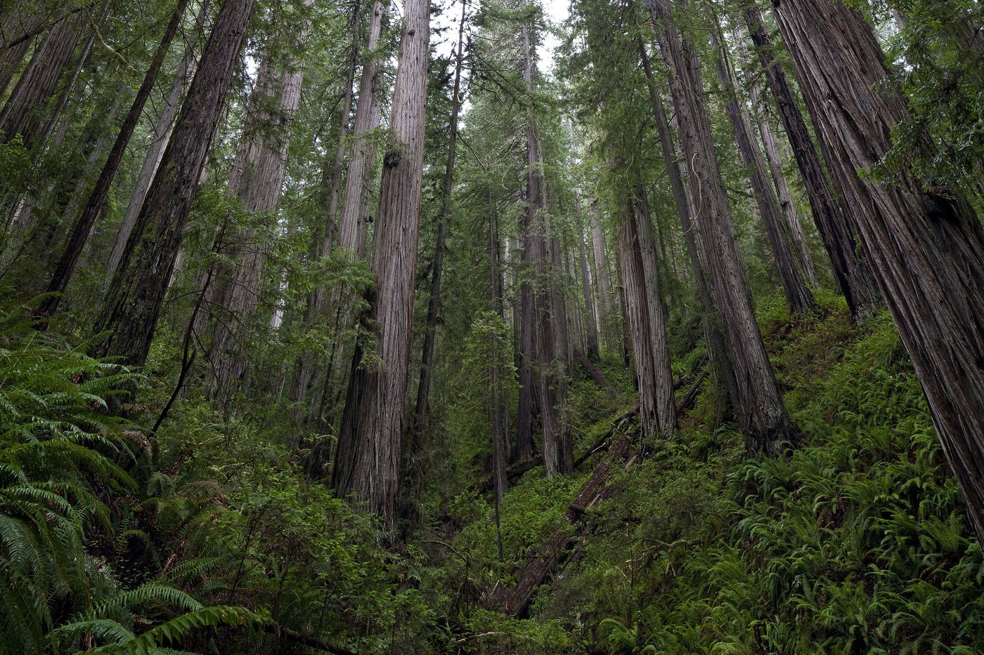Tall old-growth redwoods rising from a fern-covered ravine