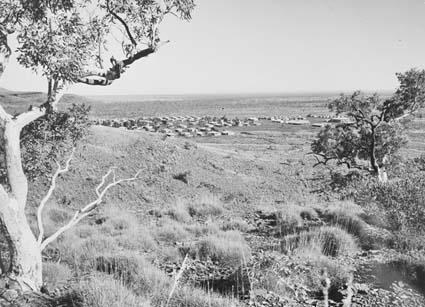 Rows of small houses on a plain below a rocky slope, seen past the trunk of a gum tree